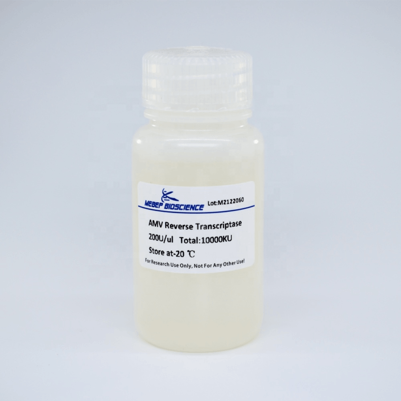 AMV Reverse Transcriptase